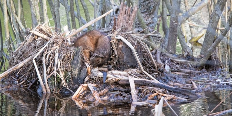 muskrat house