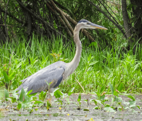 Observing Wildlife - Ipswich River Watershed Association